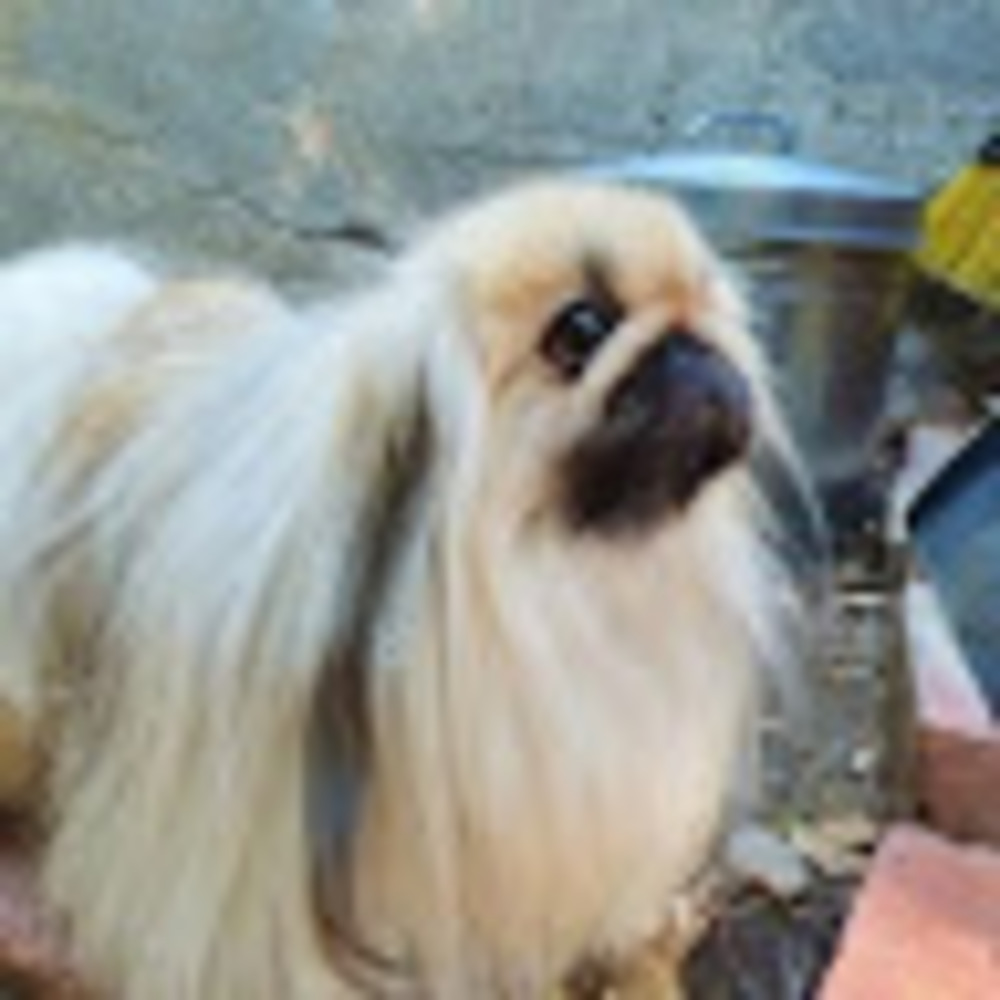 Meet your Posher, Begret